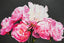 Pink Peonies