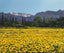 Sunflowers, Alpilles