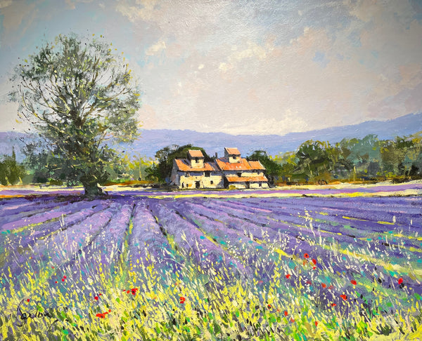 Lavender Fields, Mormoiron
