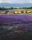 Lavender Farm, Provence